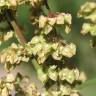 Fotografia 16 da espécie Rumex crispus do Jardim Botânico UTAD