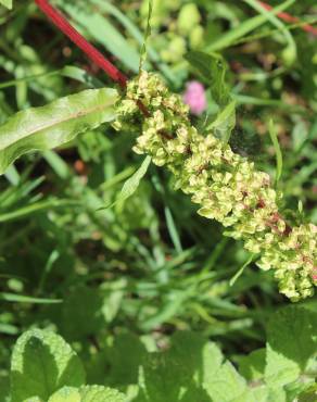 Fotografia 17 da espécie Rumex crispus no Jardim Botânico UTAD