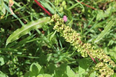 Fotografia da espécie Rumex crispus