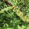 Fotografia 17 da espécie Rumex crispus do Jardim Botânico UTAD