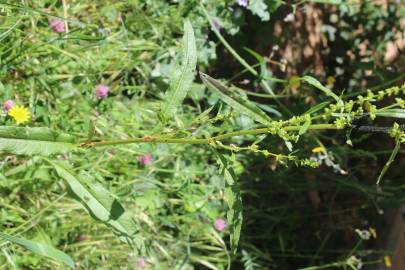 Fotografia da espécie Rumex crispus