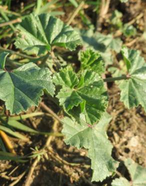 Fotografia 9 da espécie Malva neglecta no Jardim Botânico UTAD