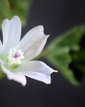 Fotografia 10 da espécie Malva neglecta no Jardim Botânico UTAD