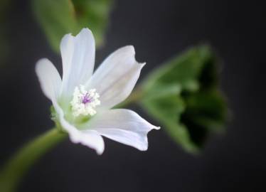 Fotografia da espécie Malva neglecta