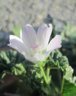 Fotografia 11 da espécie Malva neglecta no Jardim Botânico UTAD