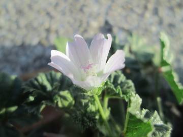 Fotografia da espécie Malva neglecta