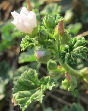 Fotografia 12 da espécie Malva neglecta no Jardim Botânico UTAD