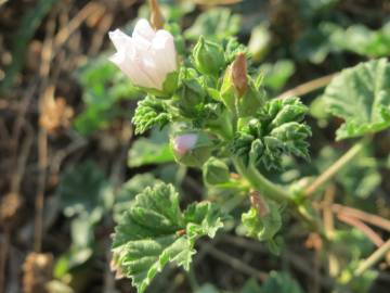 Fotografia da espécie Malva neglecta