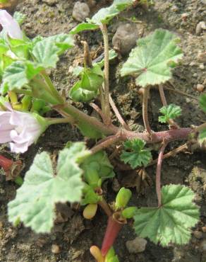 Fotografia 13 da espécie Malva neglecta no Jardim Botânico UTAD