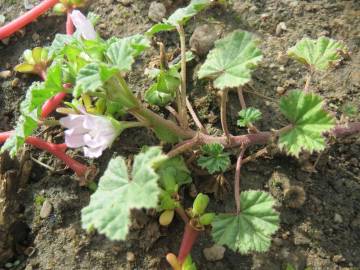 Fotografia da espécie Malva neglecta