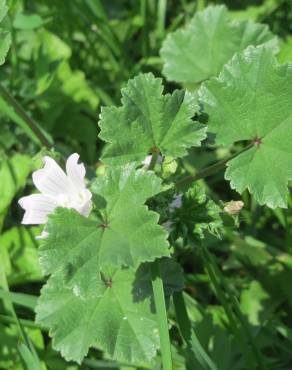 Fotografia 14 da espécie Malva neglecta no Jardim Botânico UTAD