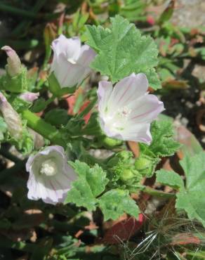 Fotografia 15 da espécie Malva neglecta no Jardim Botânico UTAD