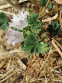 Fotografia da espécie Malva neglecta