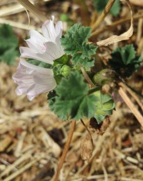 Fotografia 16 da espécie Malva neglecta no Jardim Botânico UTAD