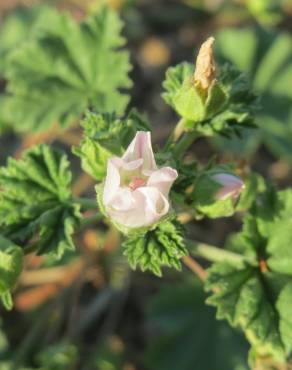 Fotografia 17 da espécie Malva neglecta no Jardim Botânico UTAD