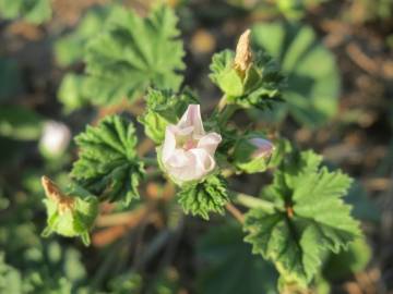 Fotografia da espécie Malva neglecta