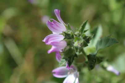 Fotografia da espécie Malva sylvestris
