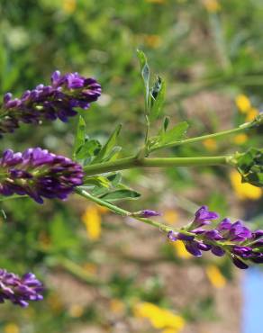 Fotografia 37 da espécie Medicago sativa no Jardim Botânico UTAD