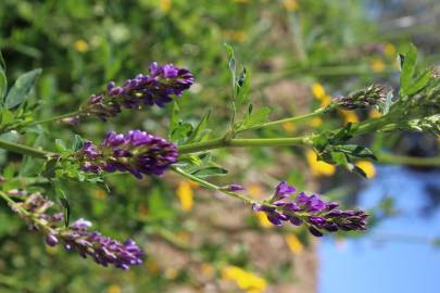 Fotografia da espécie Medicago sativa