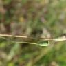 Fotografia 14 da espécie Papaver dubium do Jardim Botânico UTAD