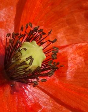 Fotografia 16 da espécie Papaver dubium no Jardim Botânico UTAD