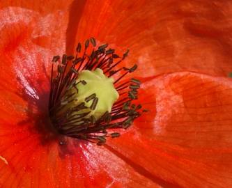 Fotografia da espécie Papaver dubium