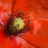 Fotografia 16 da espécie Papaver dubium do Jardim Botânico UTAD