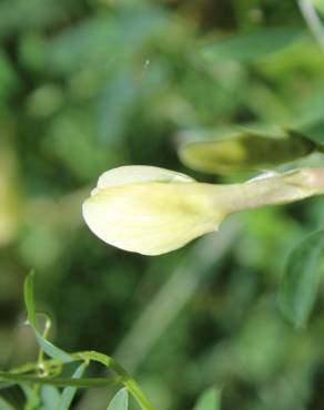 Fotografia 5 da espécie Vicia lutea subesp. vestita no Jardim Botânico UTAD