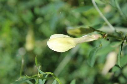 Fotografia da espécie Vicia lutea subesp. vestita