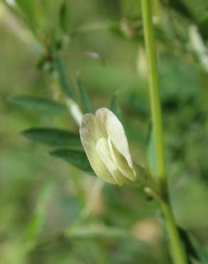 Fotografia 6 da espécie Vicia lutea subesp. vestita no Jardim Botânico UTAD