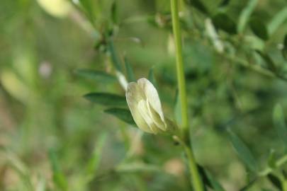 Fotografia da espécie Vicia lutea subesp. vestita