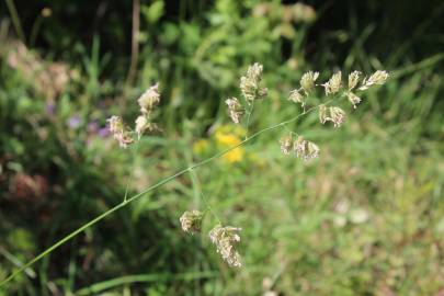 Fotografia da espécie Dactylis glomerata subesp. lusitanica