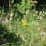 Fotografia 8 da espécie Dactylis glomerata subesp. lusitanica do Jardim Botânico UTAD