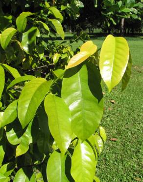 Fotografia 1 da espécie Gnetum gnemon no Jardim Botânico UTAD