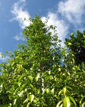 Fotografia 3 da espécie Gnetum gnemon no Jardim Botânico UTAD