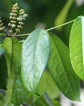 Fotografia 6 da espécie Gnetum gnemon no Jardim Botânico UTAD