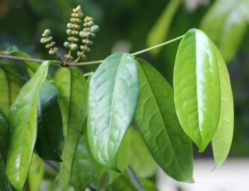 Fotografia da espécie Gnetum gnemon