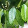 Fotografia 6 da espécie Gnetum gnemon do Jardim Botânico UTAD