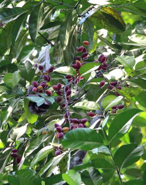 Fotografia 7 da espécie Gnetum gnemon no Jardim Botânico UTAD