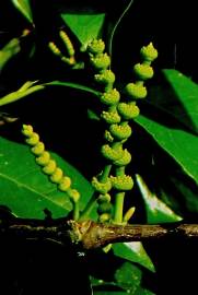 Fotografia da espécie Gnetum gnemon