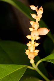 Fotografia da espécie Gnetum gnemon