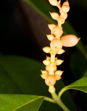 Fotografia 9 da espécie Gnetum gnemon no Jardim Botânico UTAD