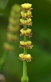 Fotografia da espécie Gnetum gnemon