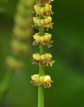 Fotografia 10 da espécie Gnetum gnemon no Jardim Botânico UTAD