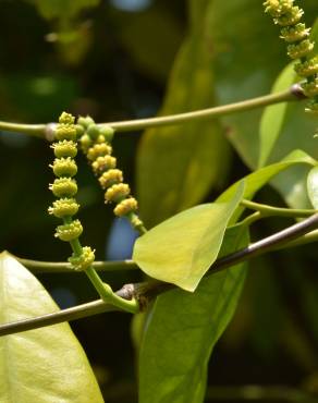 Fotografia 11 da espécie Gnetum gnemon no Jardim Botânico UTAD