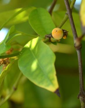 Fotografia 12 da espécie Gnetum gnemon no Jardim Botânico UTAD