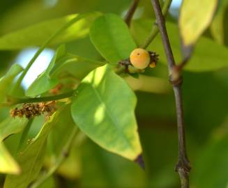 Fotografia da espécie Gnetum gnemon