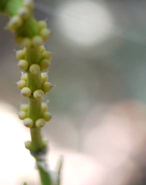 Fotografia 13 da espécie Gnetum gnemon no Jardim Botânico UTAD