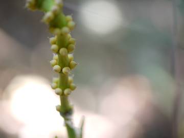 Fotografia da espécie Gnetum gnemon