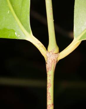 Fotografia 14 da espécie Gnetum gnemon no Jardim Botânico UTAD